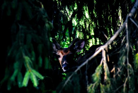 Photo Of Brown Deer Near Green Leaf Tree photo