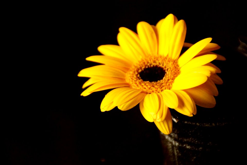 Flower Yellow Sunflower Gerbera