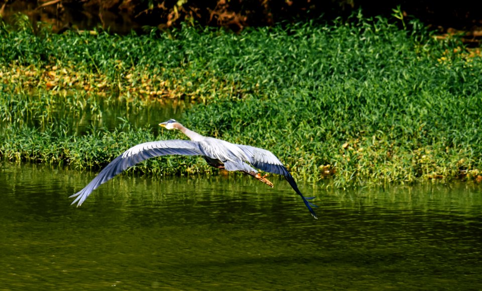 Blue And White Bird Flying Towards Green Leaf Plants