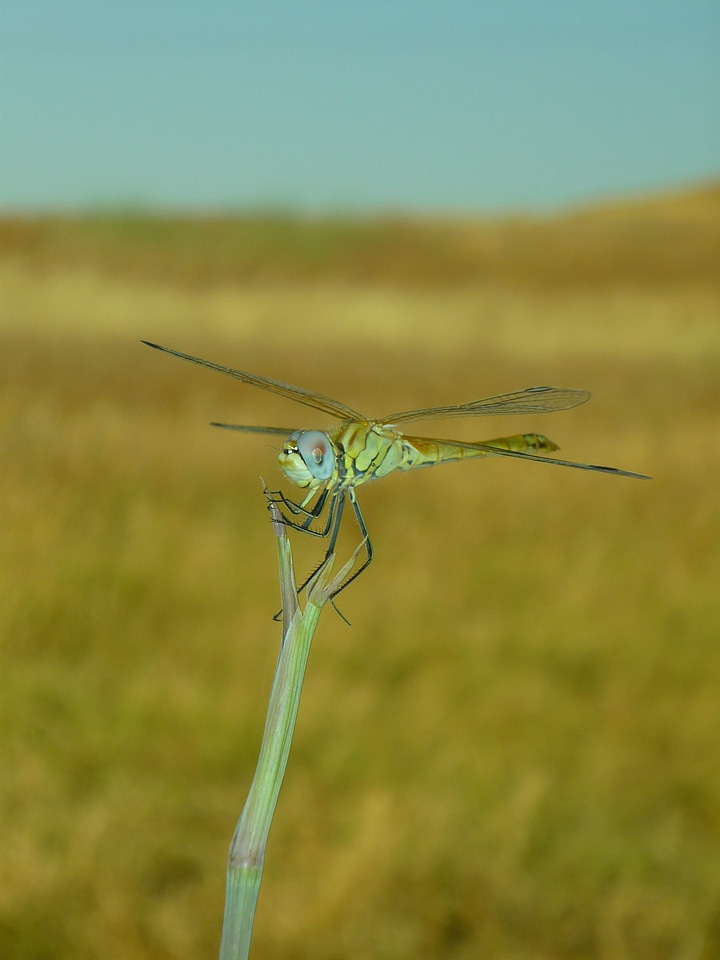 Flying libelulido libellulidae photo