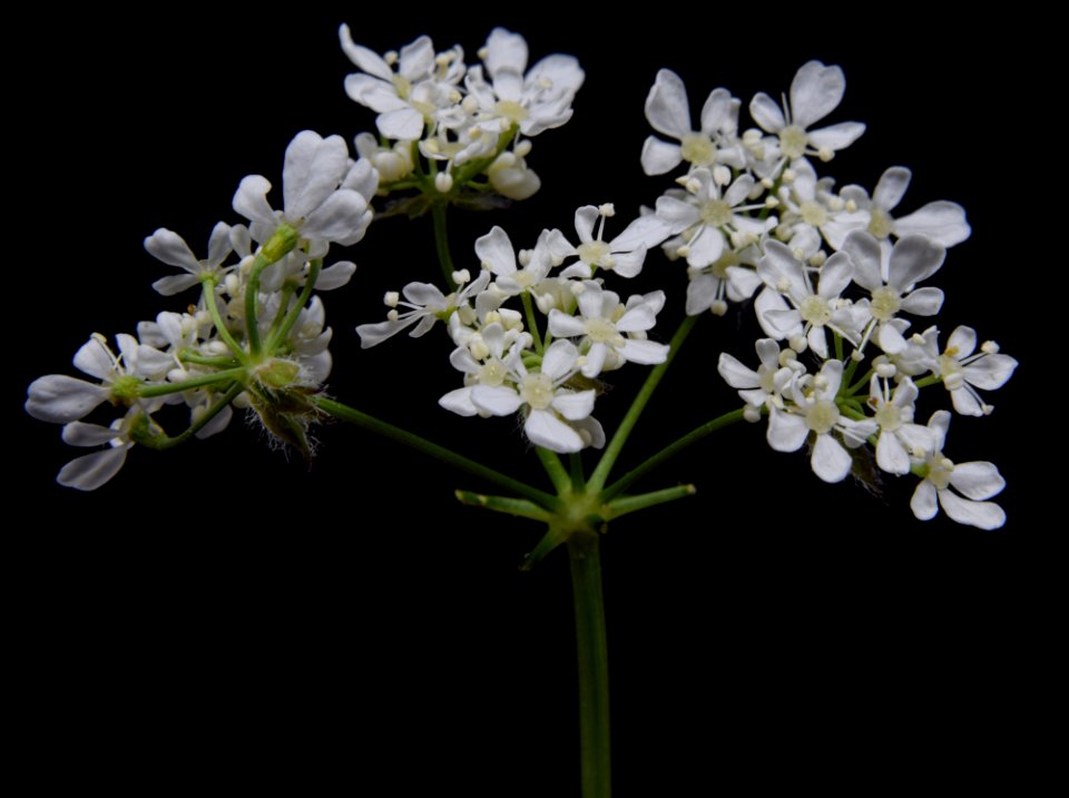 Plant Cow Parsley Flower Anthriscus