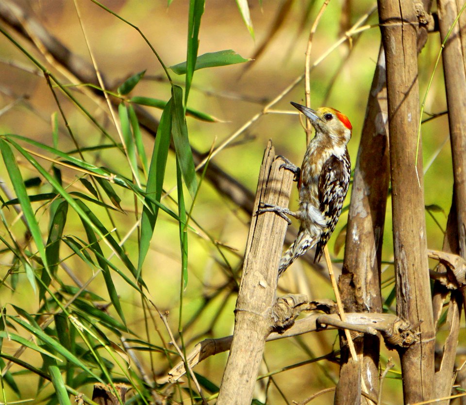 Bird Ecosystem Fauna Beak