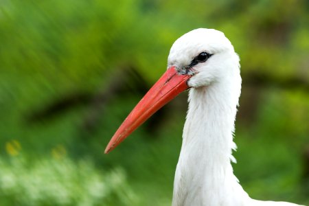 White Stork Bird Stork Beak photo