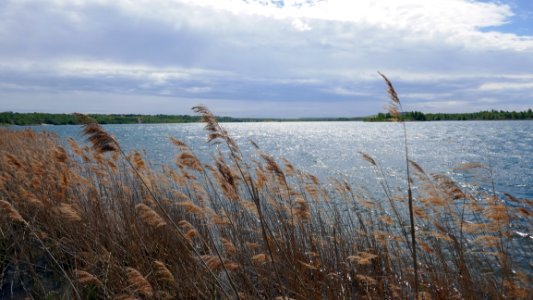 Wetland Nature Reserve Marsh Grass Family photo