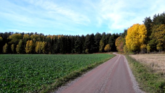 Road Field Path Tree
