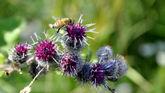 Thistle Plant Silybum Noxious Weed