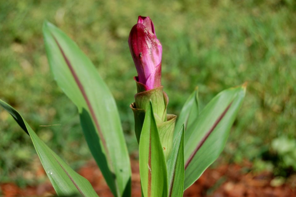Plant Flora Flower Bud