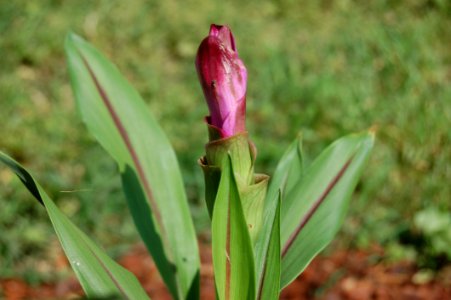 Plant Flora Flower Bud