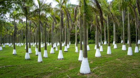 Tree Arecales Palm Tree Cemetery