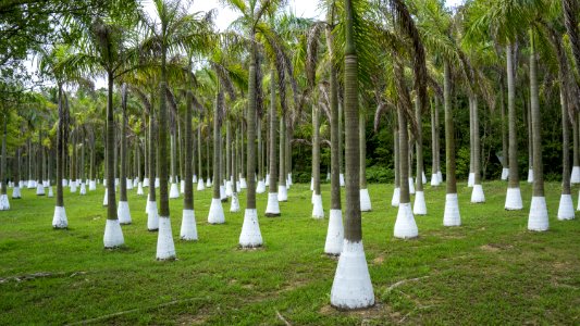 Tree Arecales Palm Tree Cemetery photo