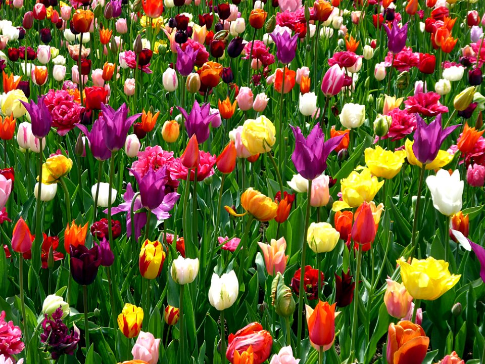 Flower Plant Flowering Plant Tulip