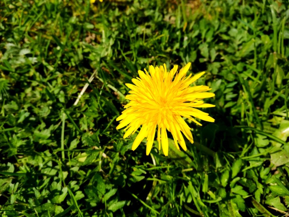 Flower Dandelion Plant Flora