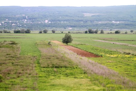 Grassland Pasture Plain Nature Reserve photo