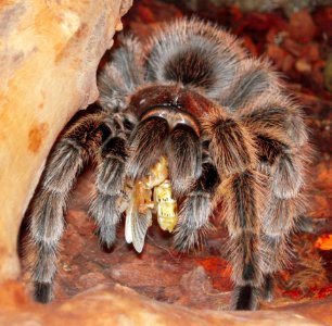 Tarantula Invertebrate Arthropod Organism