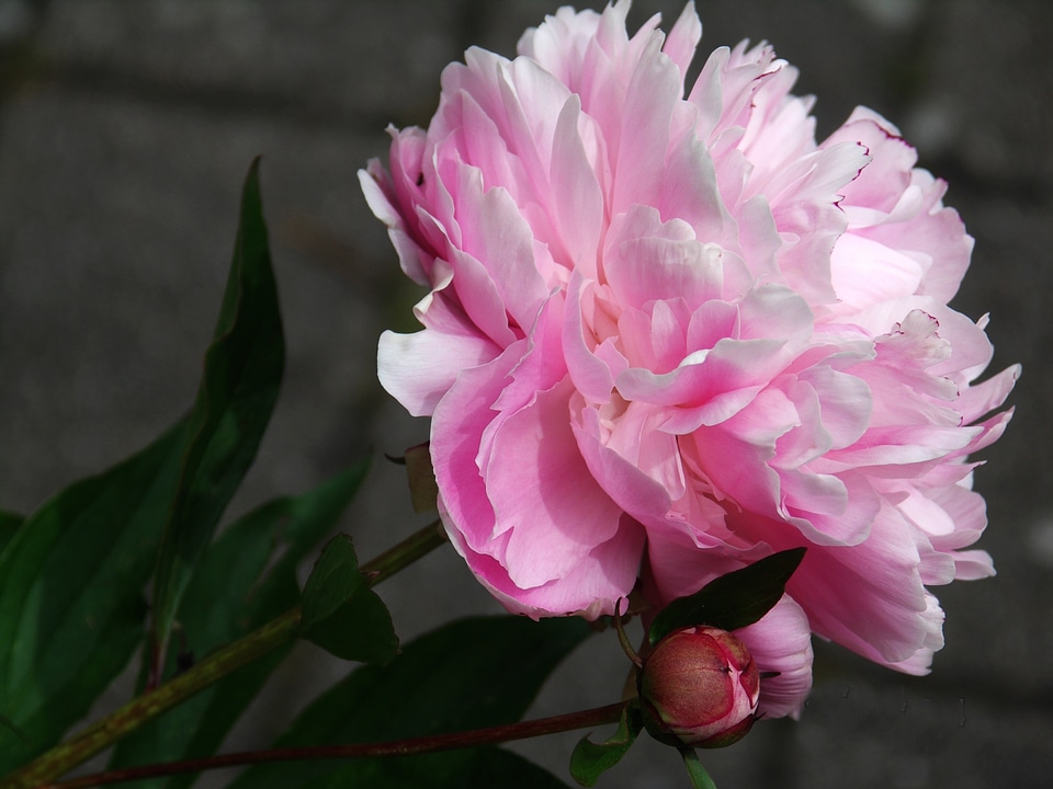 Blossom bloom plant