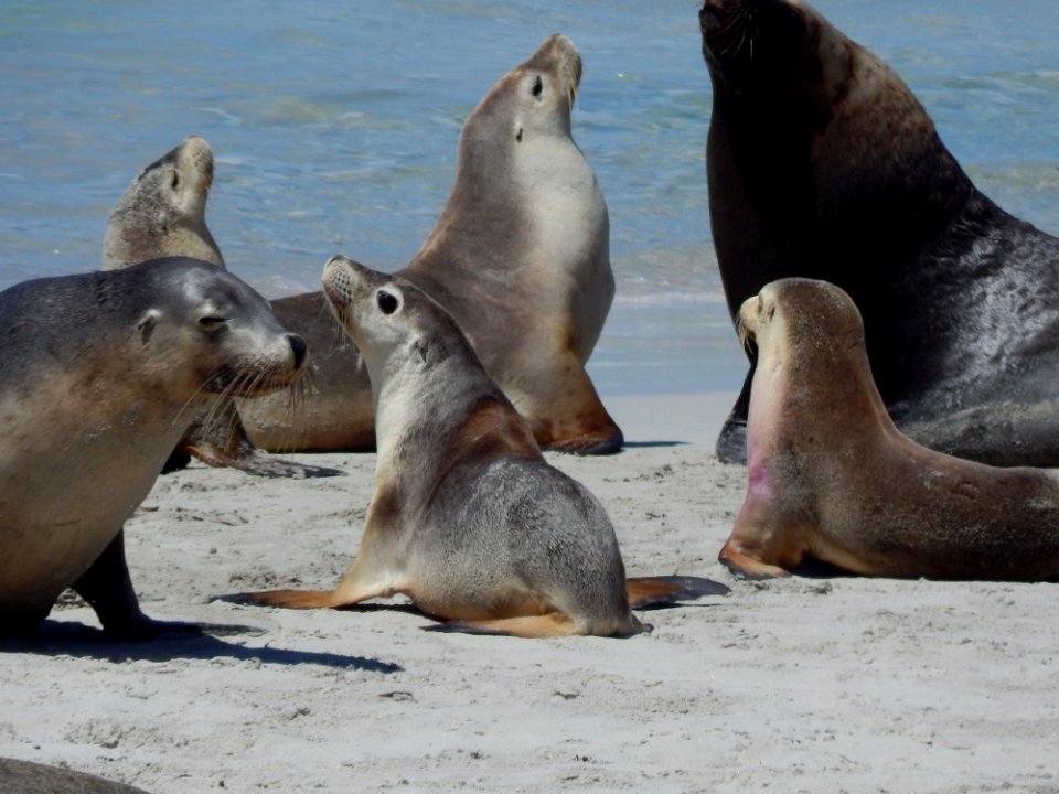 Seals Mammal Fauna Marine Mammal