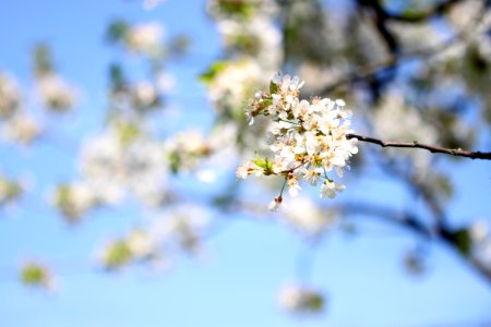 Blossom Branch Spring Sky photo