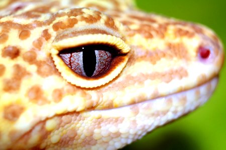Reptile Scaled Reptile Macro Photography Close Up