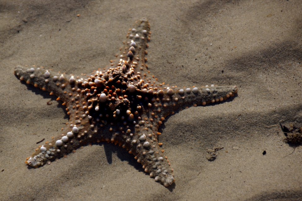 Starfish Marine Invertebrates Invertebrate Echinoderm