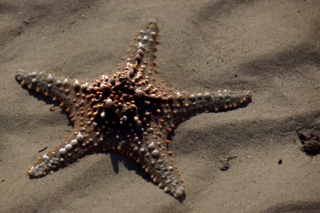 Starfish Marine Invertebrates Invertebrate Echinoderm