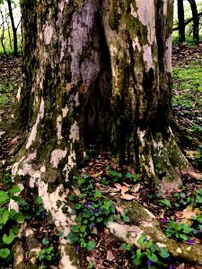 Tree Plant Woodland Woody Plant