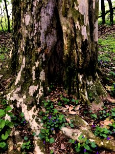 Tree Plant Woodland Woody Plant photo