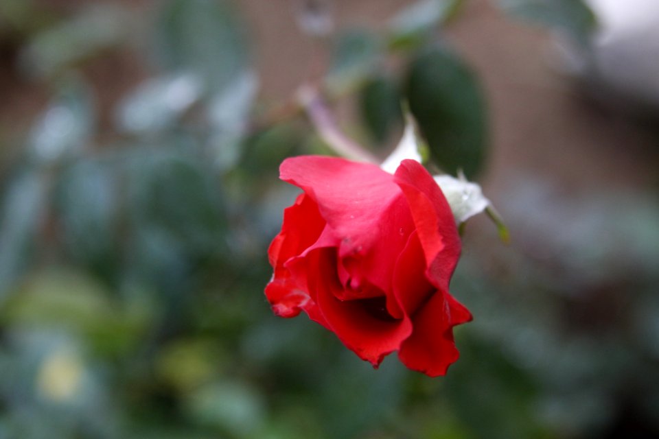 Red Rose Family Flower Flora