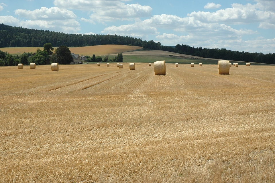 Agriculture cereals straw