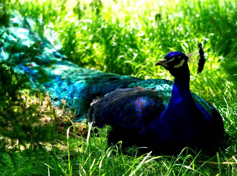 Peafowl Bird Fauna Galliformes