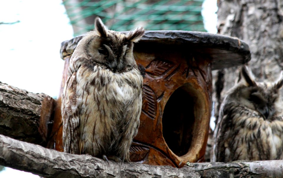 Owl Fauna Bird Of Prey Beak