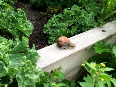 Snail Plant Snails And Slugs Herb