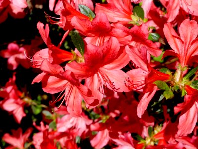 Flower Plant Flowering Plant Pink