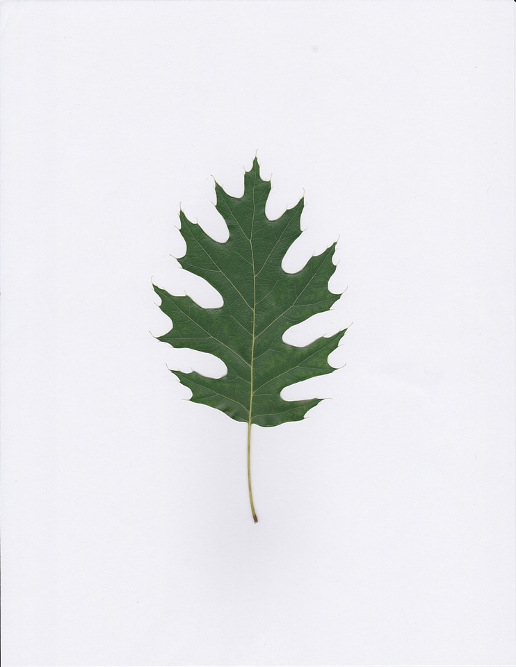 Leaves leafy foliage