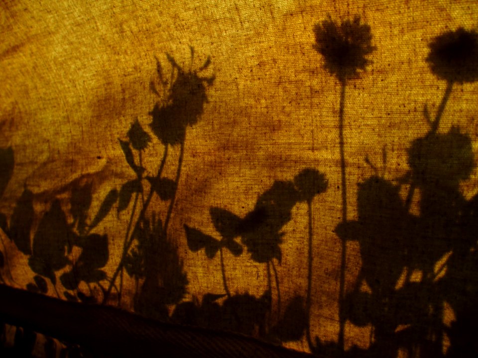 Yellow Fauna Shadow Darkness