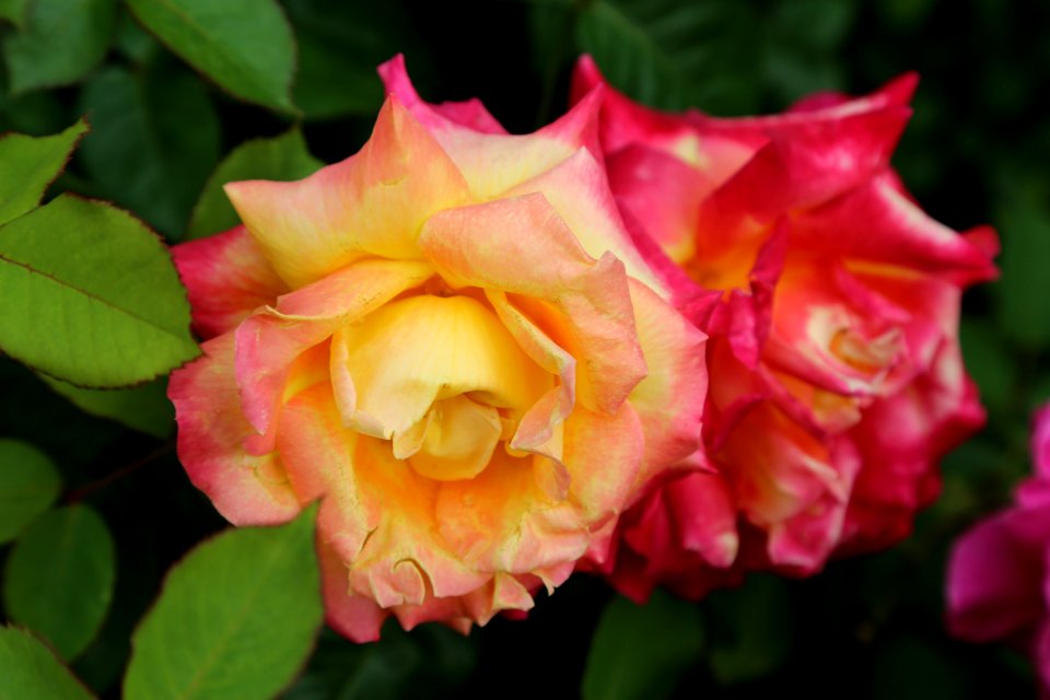 Rose Flower Rose Family Pink