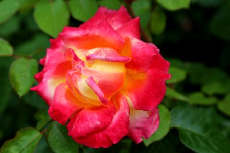 Flower Rose Rose Family Flowering Plant