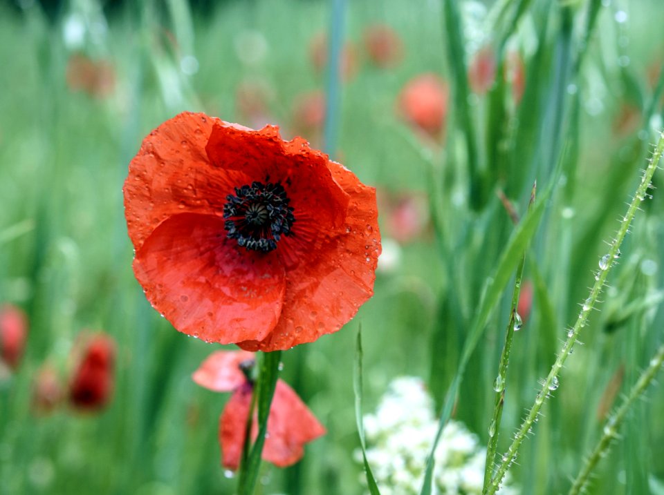 Flower Poppy Wildflower Coquelicot