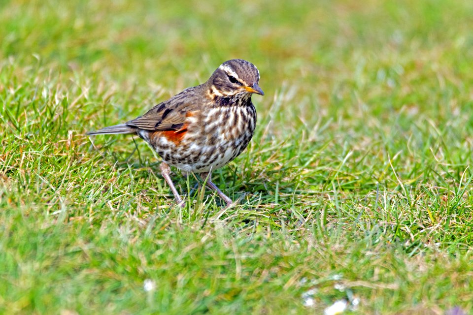 Bird Fauna Sparrow Ecosystem