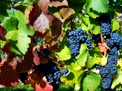 Grape Grapevine Family Fruit Vitis