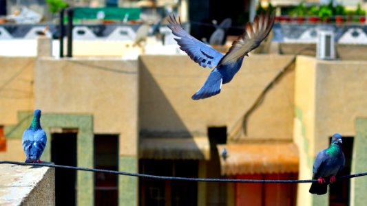 Bird Macaw Parrot Recreation photo