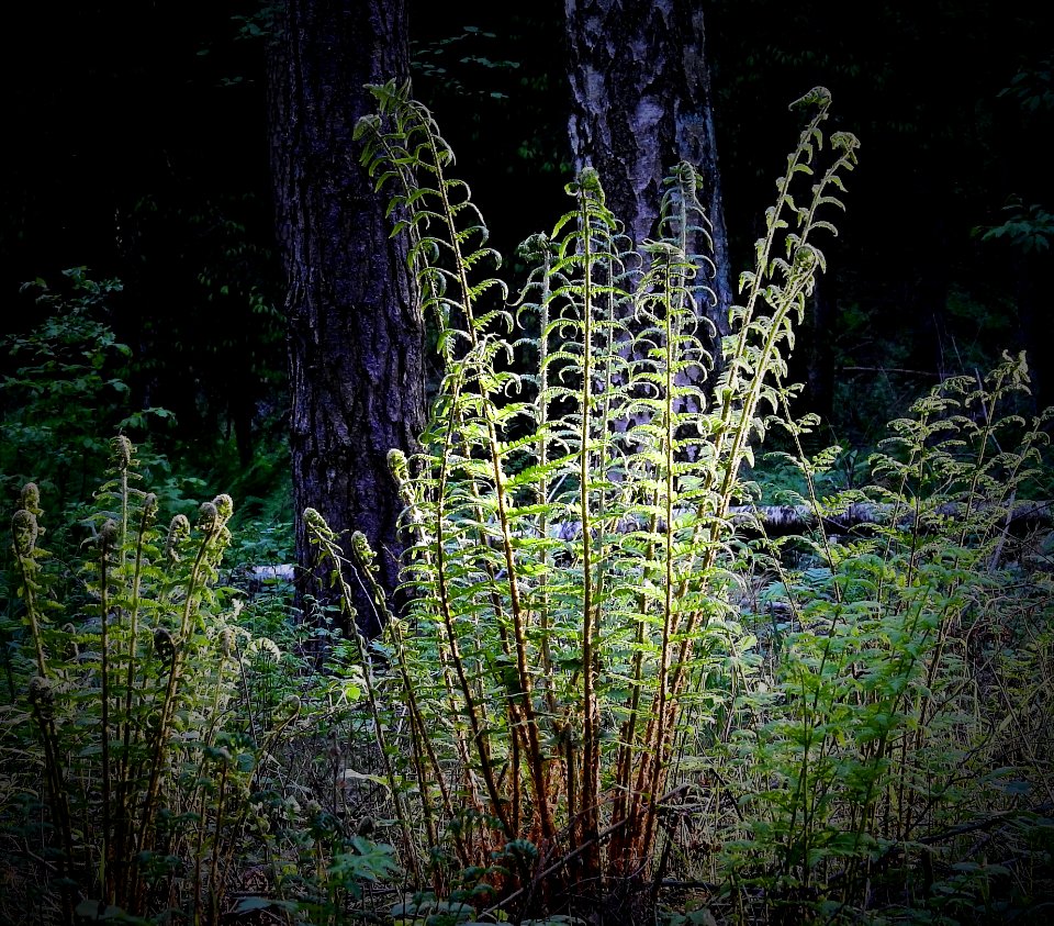 Plant Flora Vegetation Ecosystem