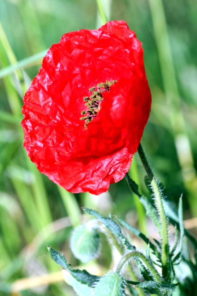 Flower Poppy Poppy Family Coquelicot