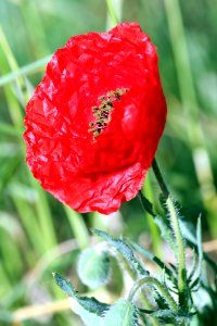 Flower Poppy Poppy Family Coquelicot