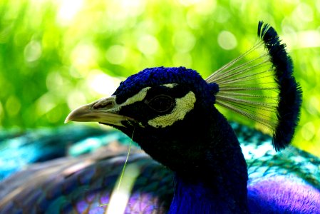 Peafowl Beak Bird Fauna photo