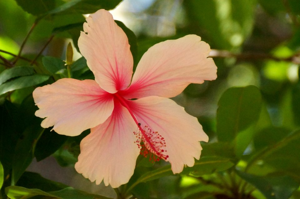 Flower Plant Flowering Plant Hibiscus
