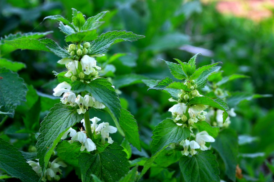 Plant Herb Perilla Urtica