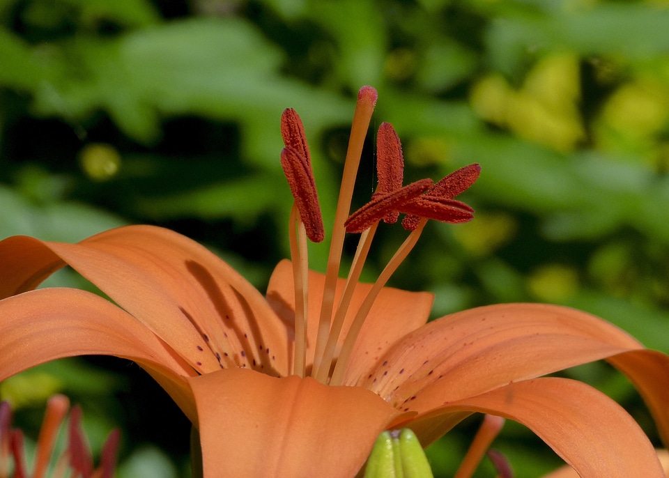 Flower close-up macro