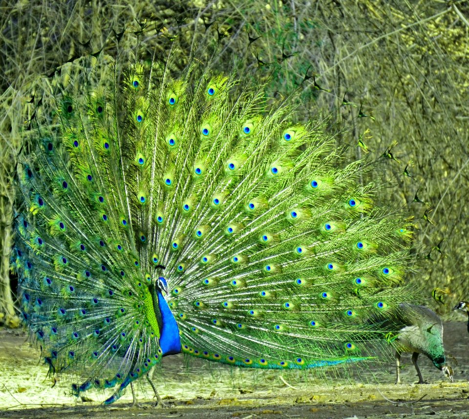 Peafowl Ecosystem Galliformes Fauna