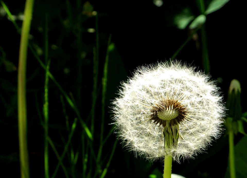 Flower Dandelion Flora Plant