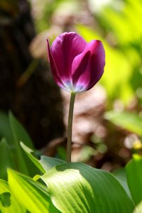 Flower Plant Tulip Flowering Plant
